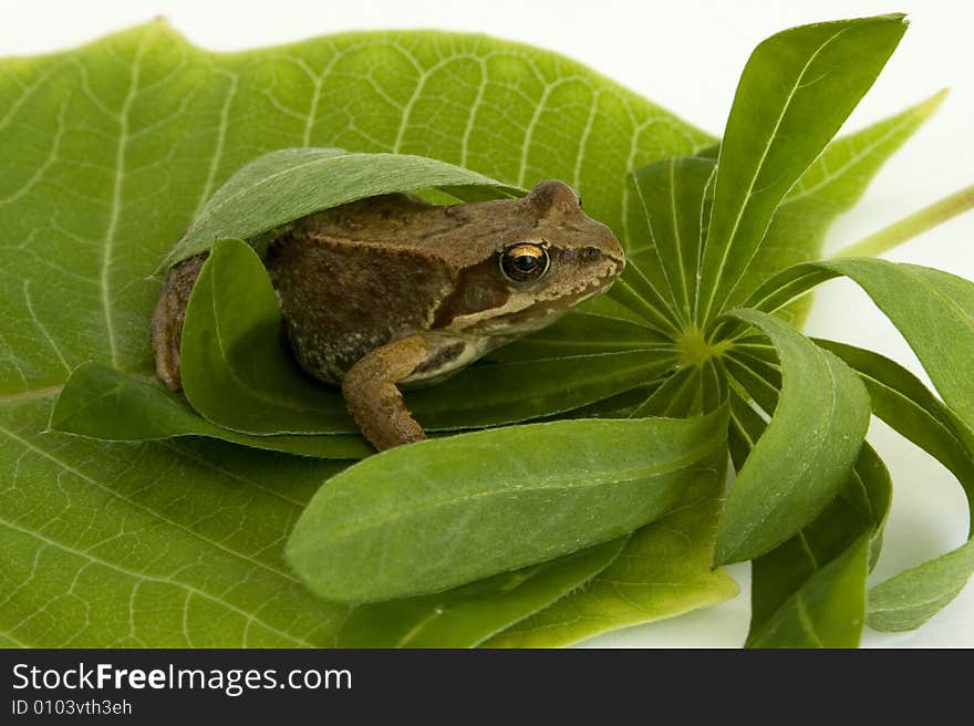 Brown Frog