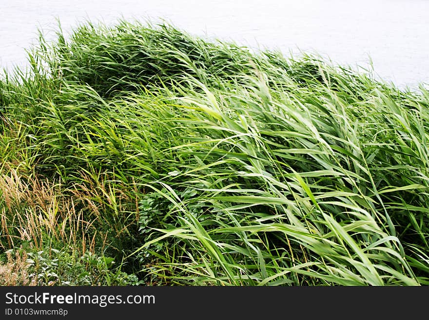 Beautiful green herb on background blue sky and cloud