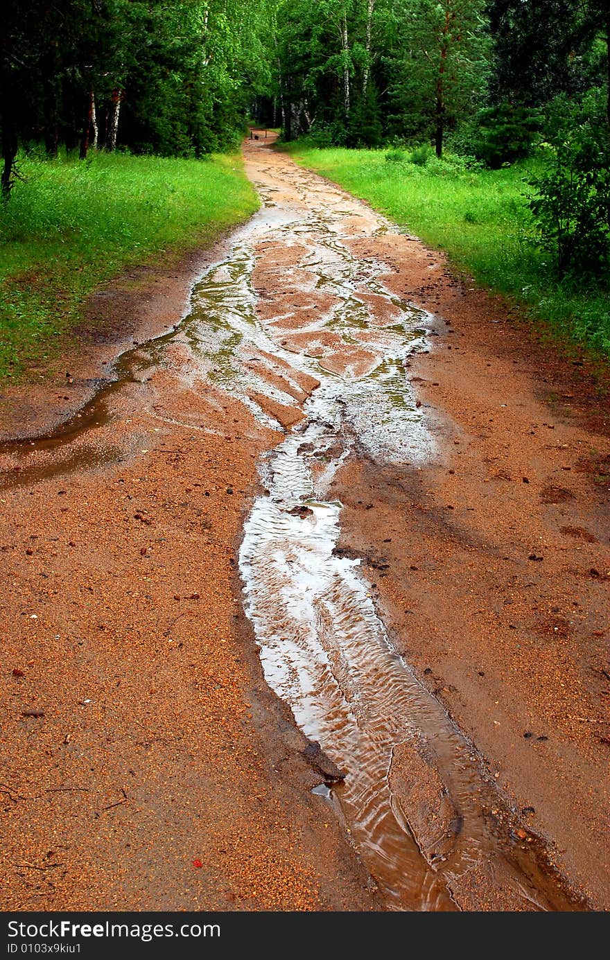 Path in the forest after rain