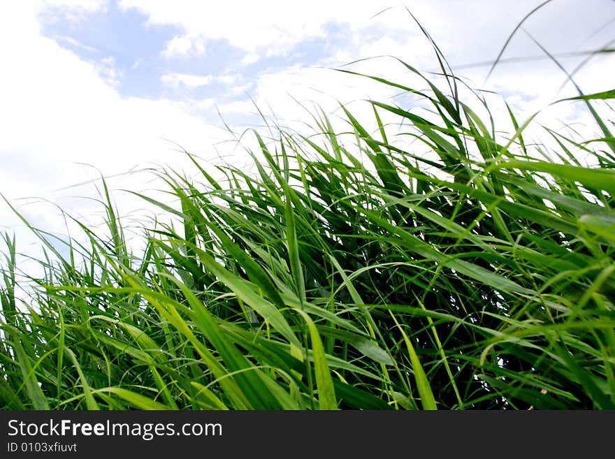 Beautiful green herb on background blue sky and cloud