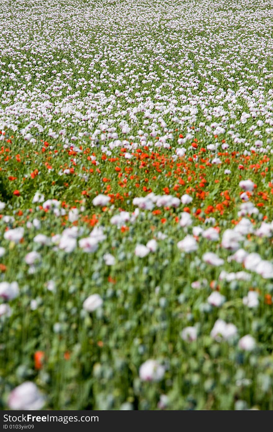 Poppy field structure