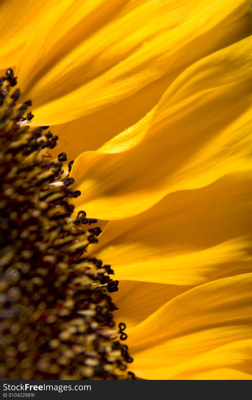 Sunny yellow sunflower close up