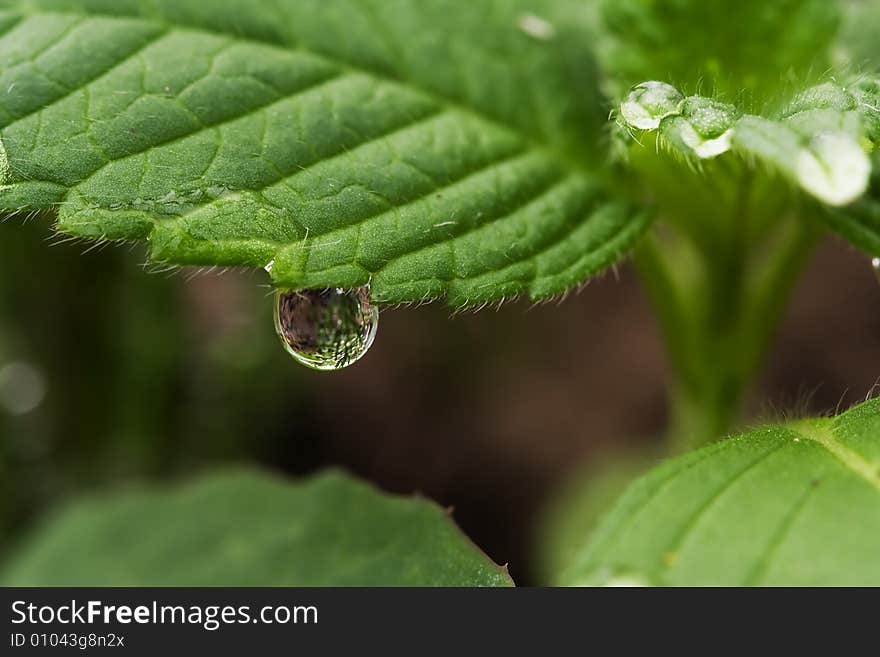 Drop On The Leaf