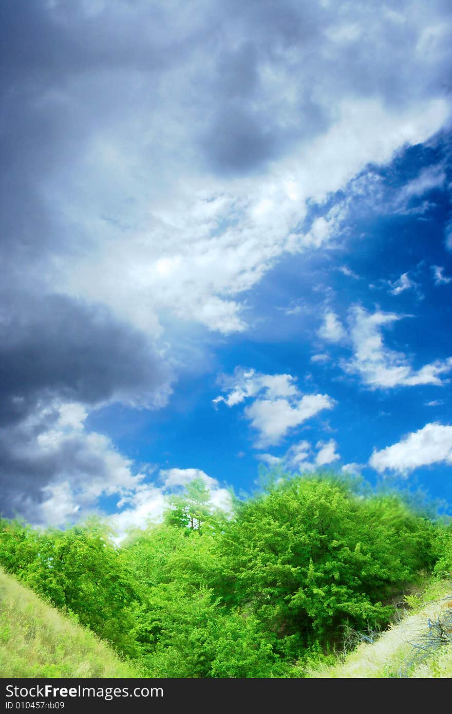 Beautiful green herb on background blue sky and cloud