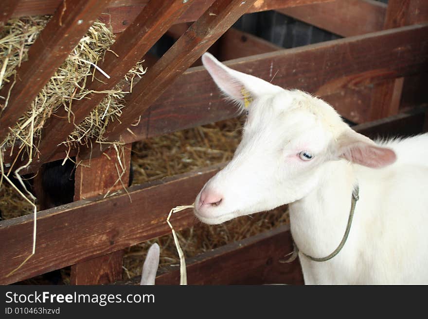 A flock of goats and sheep