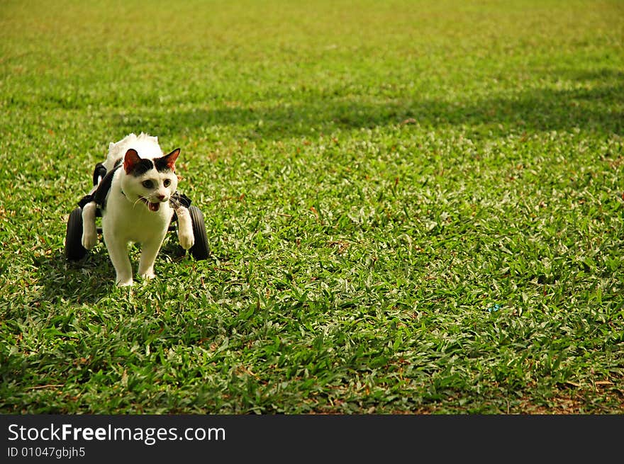 A paralyzed cat sit in wheelchair at the field. A paralyzed cat sit in wheelchair at the field.