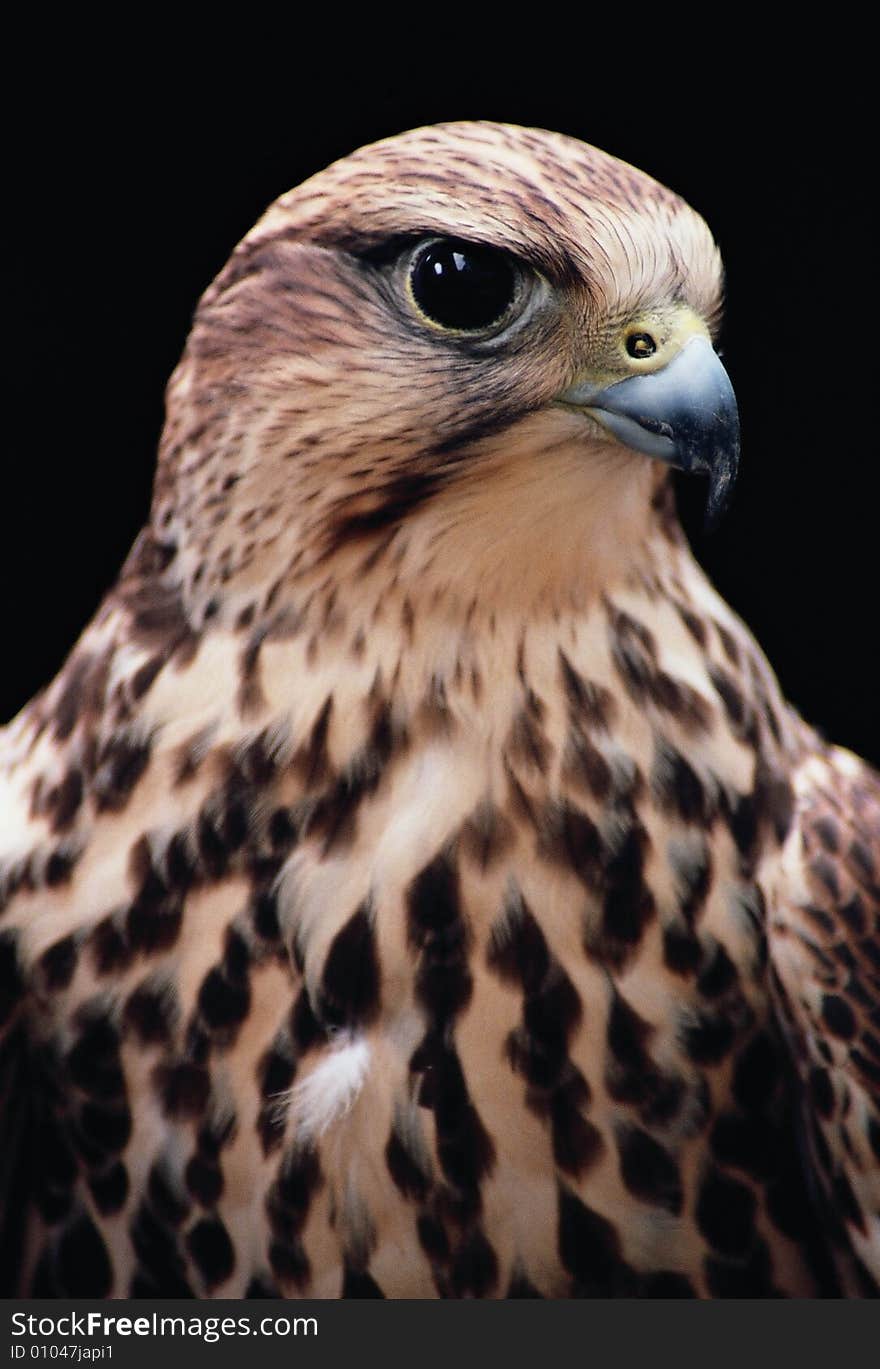 King Goshawk predatory birds on earth