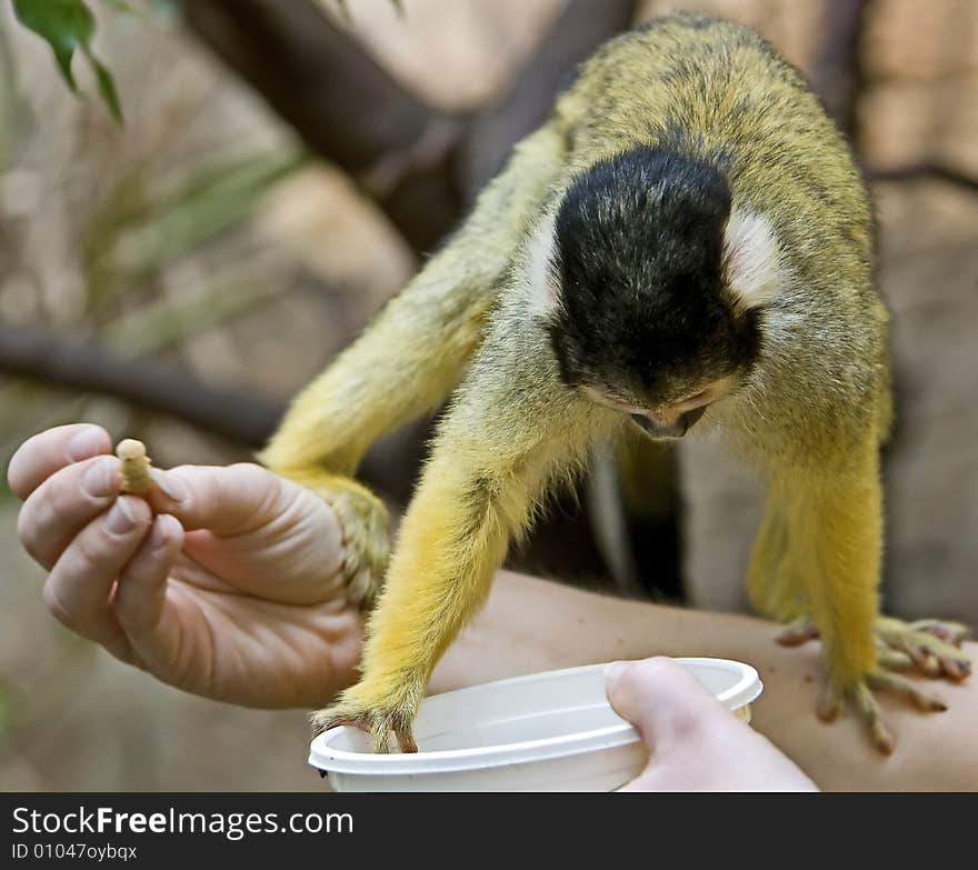 Common squirrel monkey 5