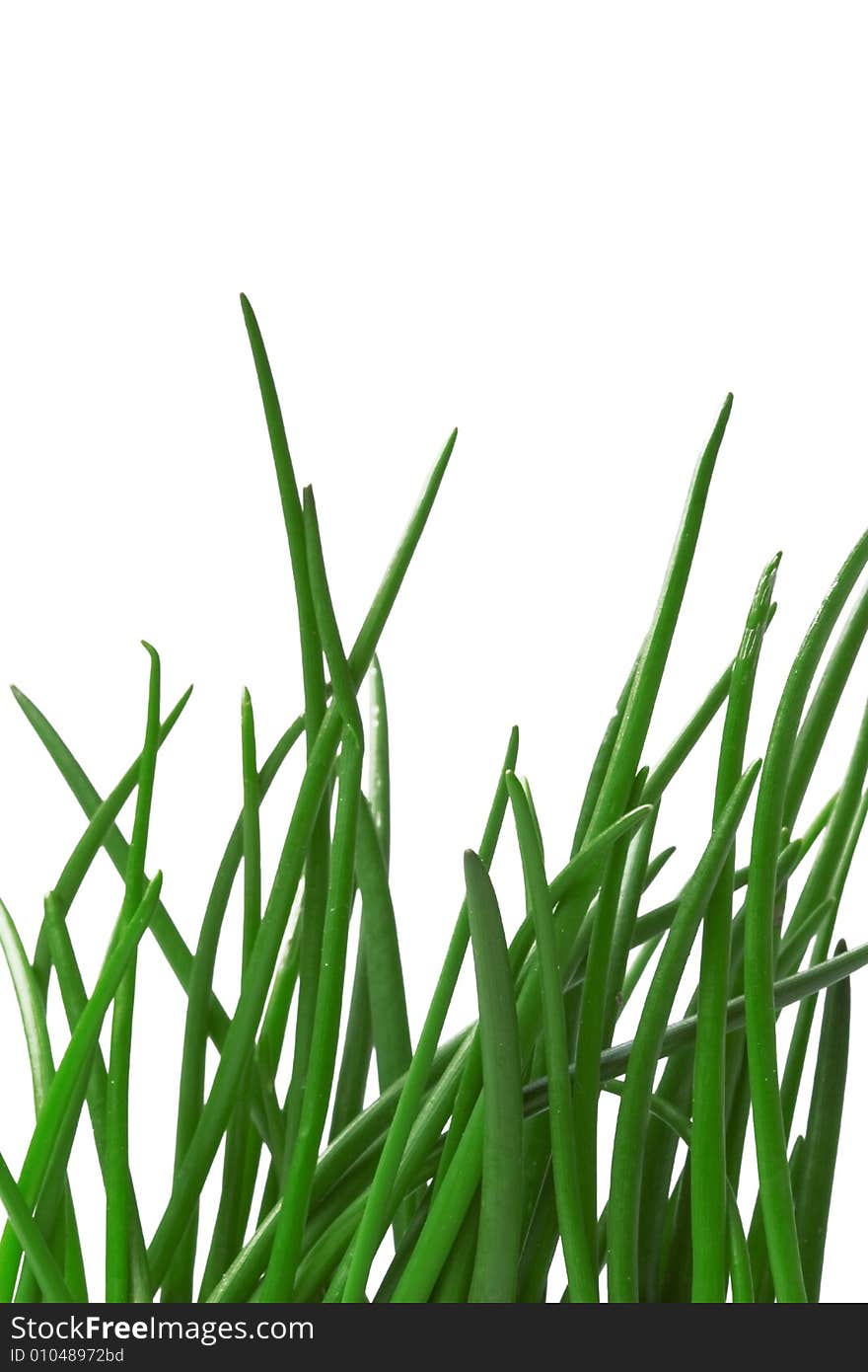 Green grass as a background