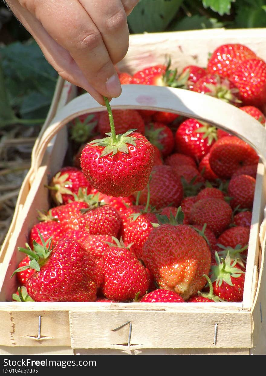 Harvesting by the student during a strawberry season