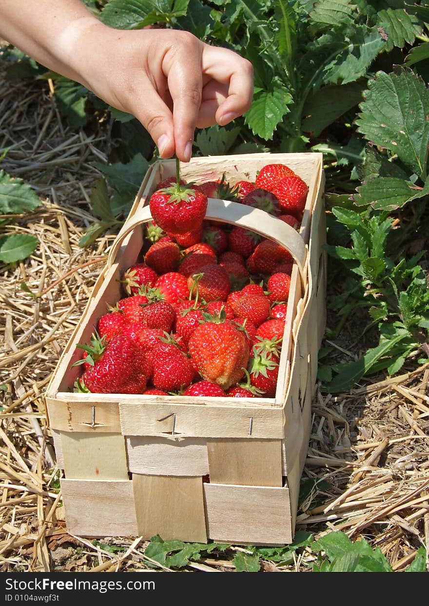 Harvesting by the student during a strawberry season