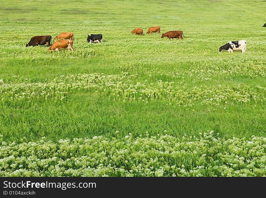 Green lawn with cows