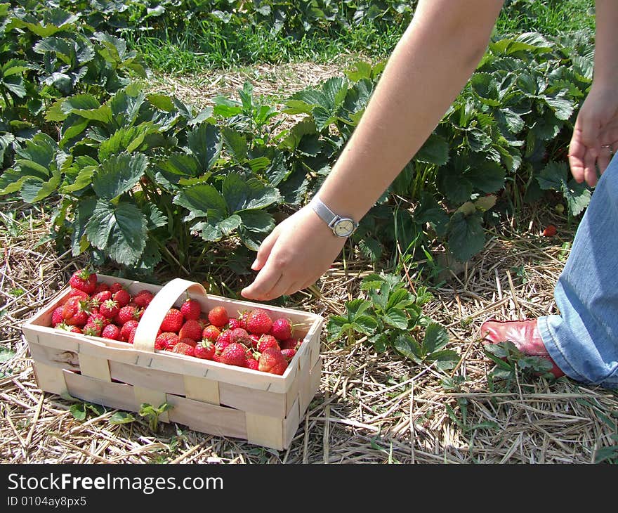 Harvesting by the student during a strawberry season