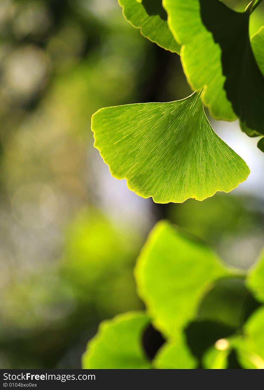 Kingko leaf， skeleton of kingkgo leaf vein