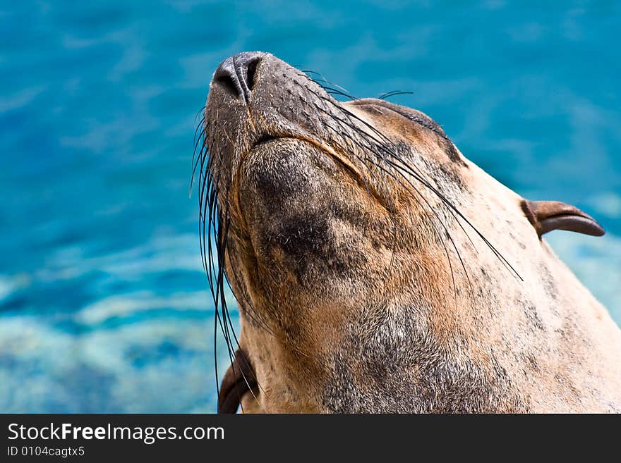 Sealion head