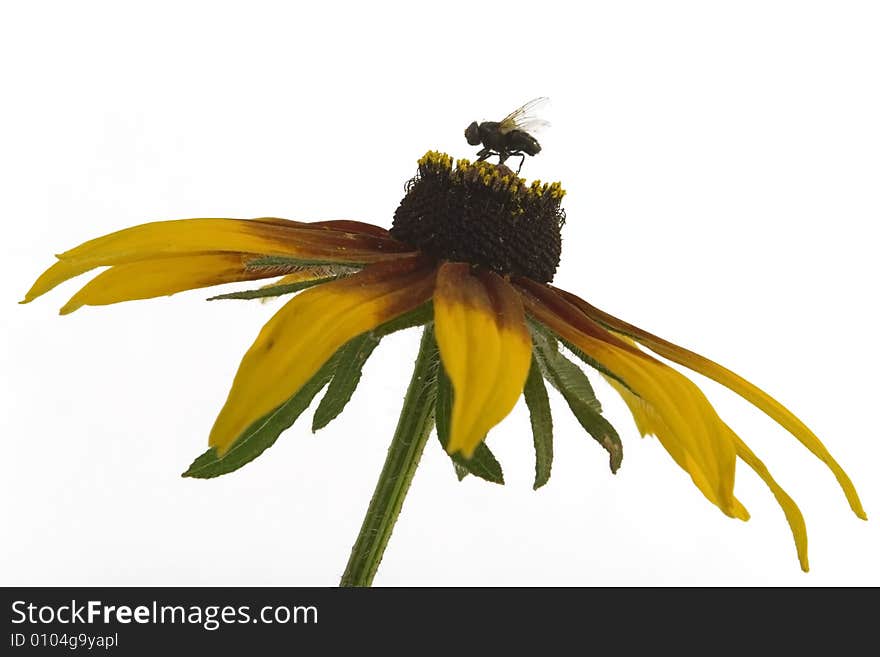 Fly sitting on  flower