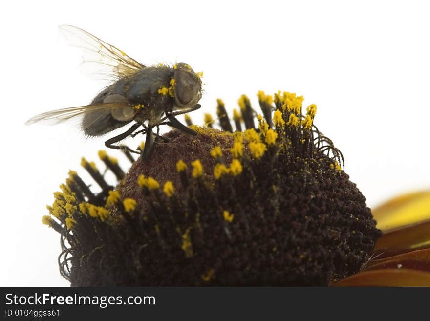 Fly sitting on  flower