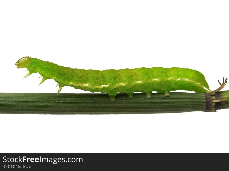 Caterpillar