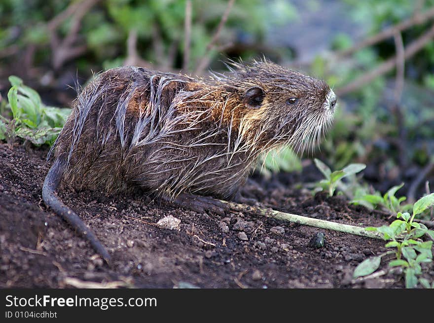 Cute baby rat