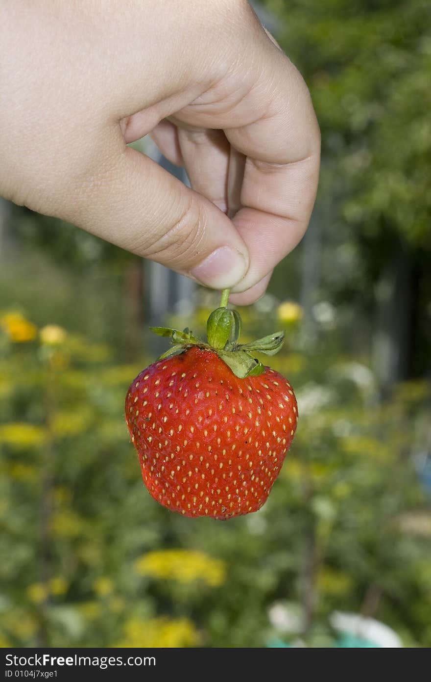 Red freshness strawberry in hand