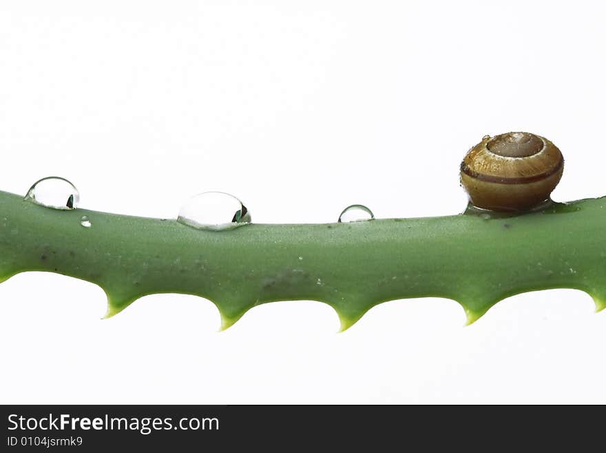 Little Snail And Water Drops On Aloe