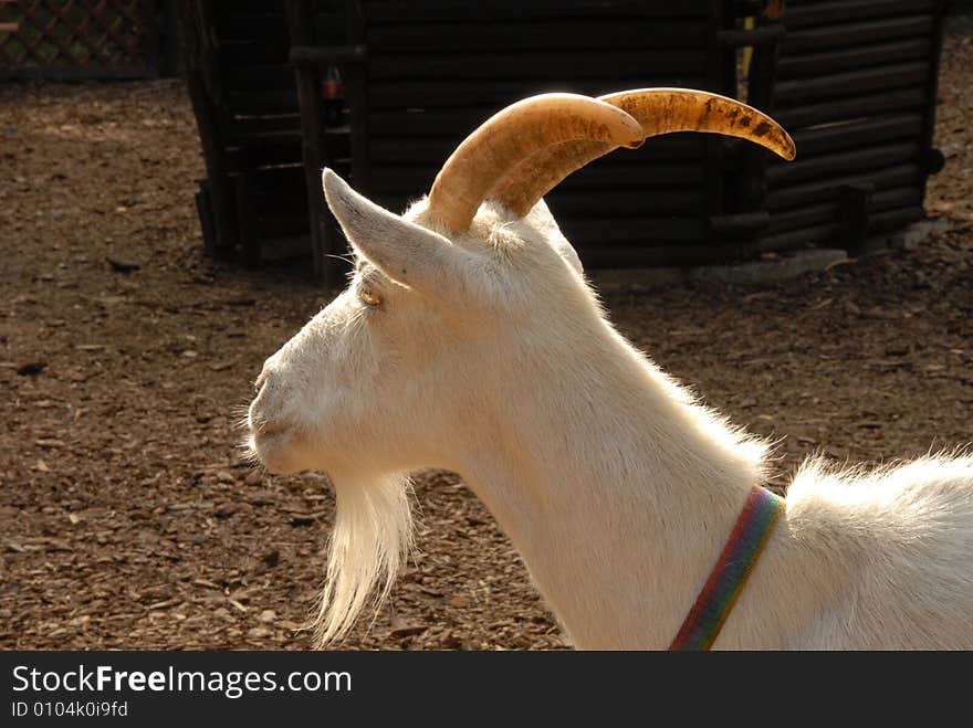 A white goat portrait - in a mountain