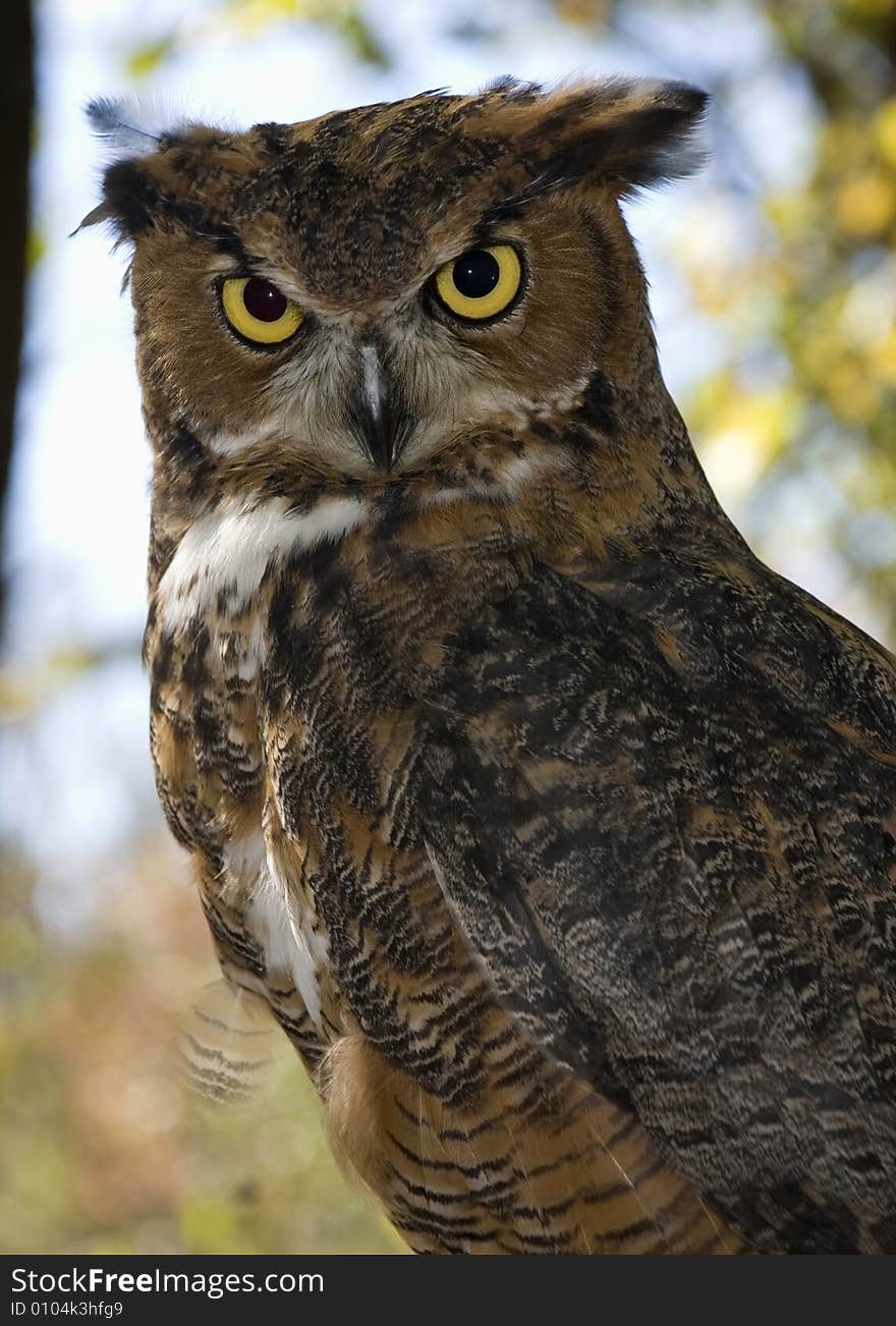 Great Horned Owl