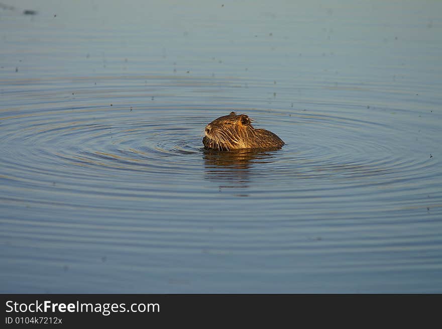 Nutria relaxing