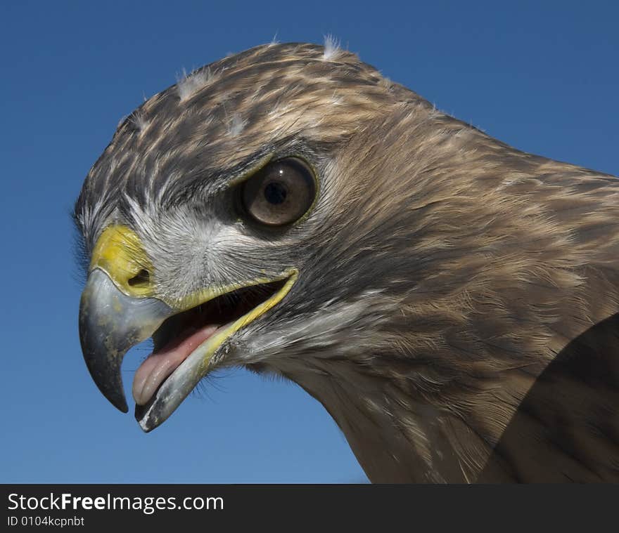 Red Tailed hawk, outdoors, staring intently, blue sky background