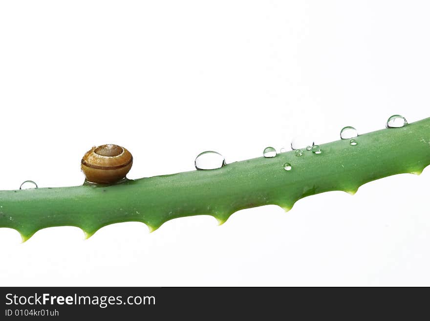 Little snail and water drops on aloe