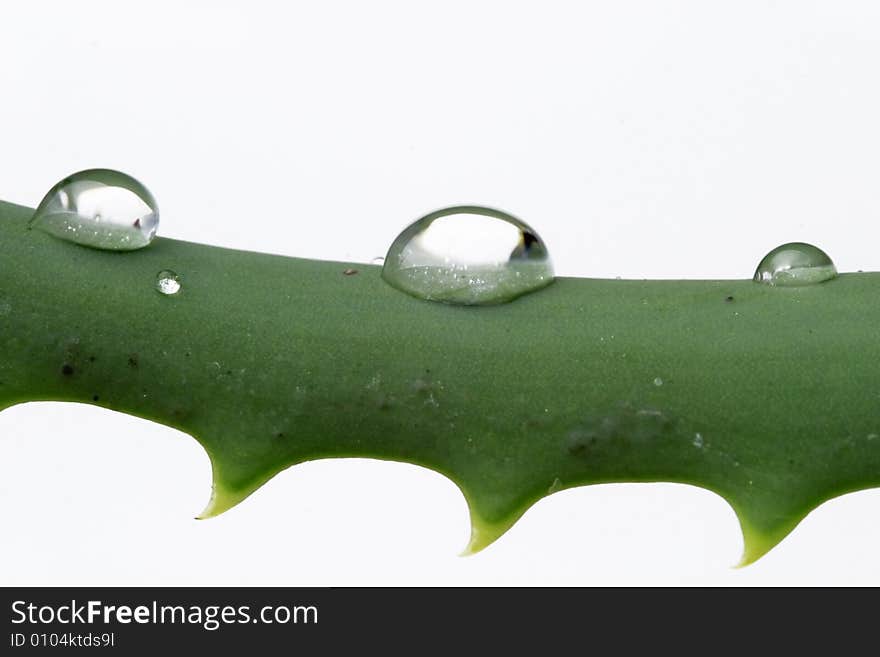 Water Drops On Aloe