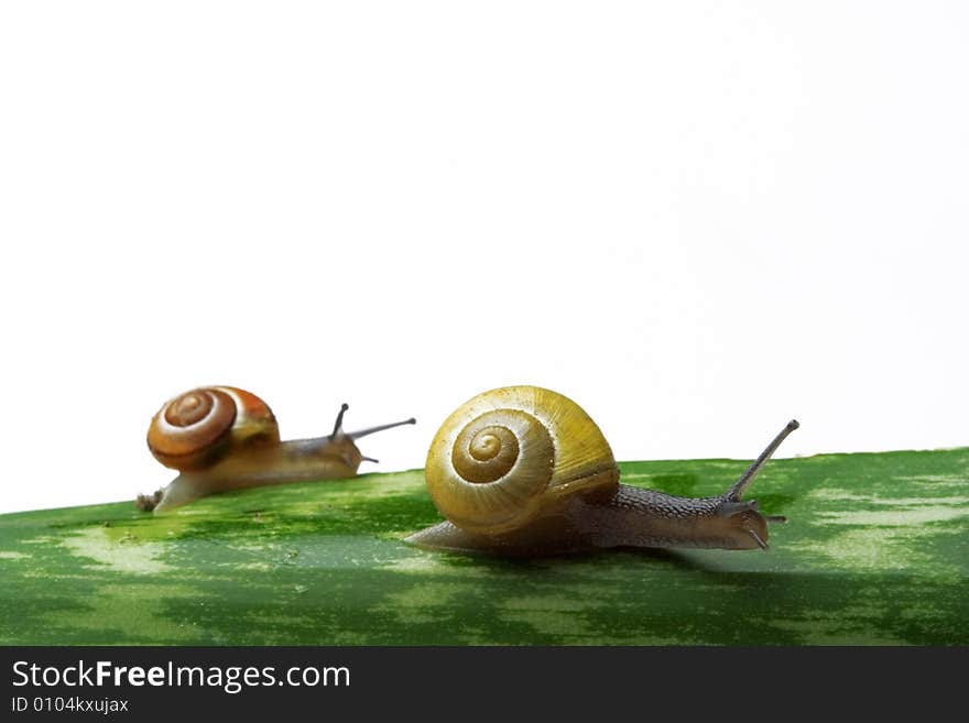 Snails walking on a leaf