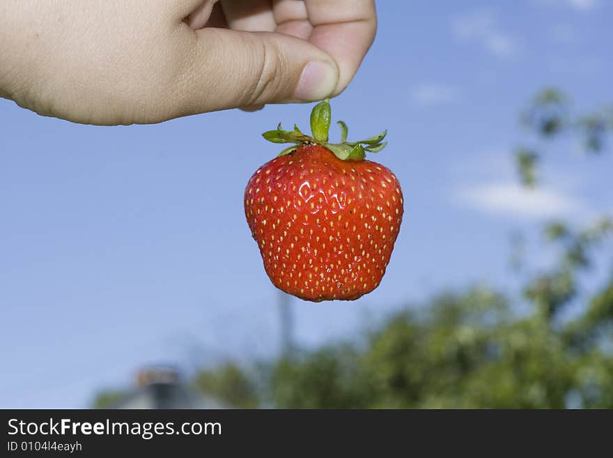 Red freshness strawberry in hand