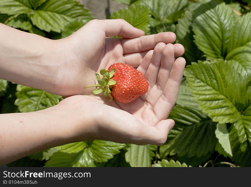 Red freshness strawberry in hand