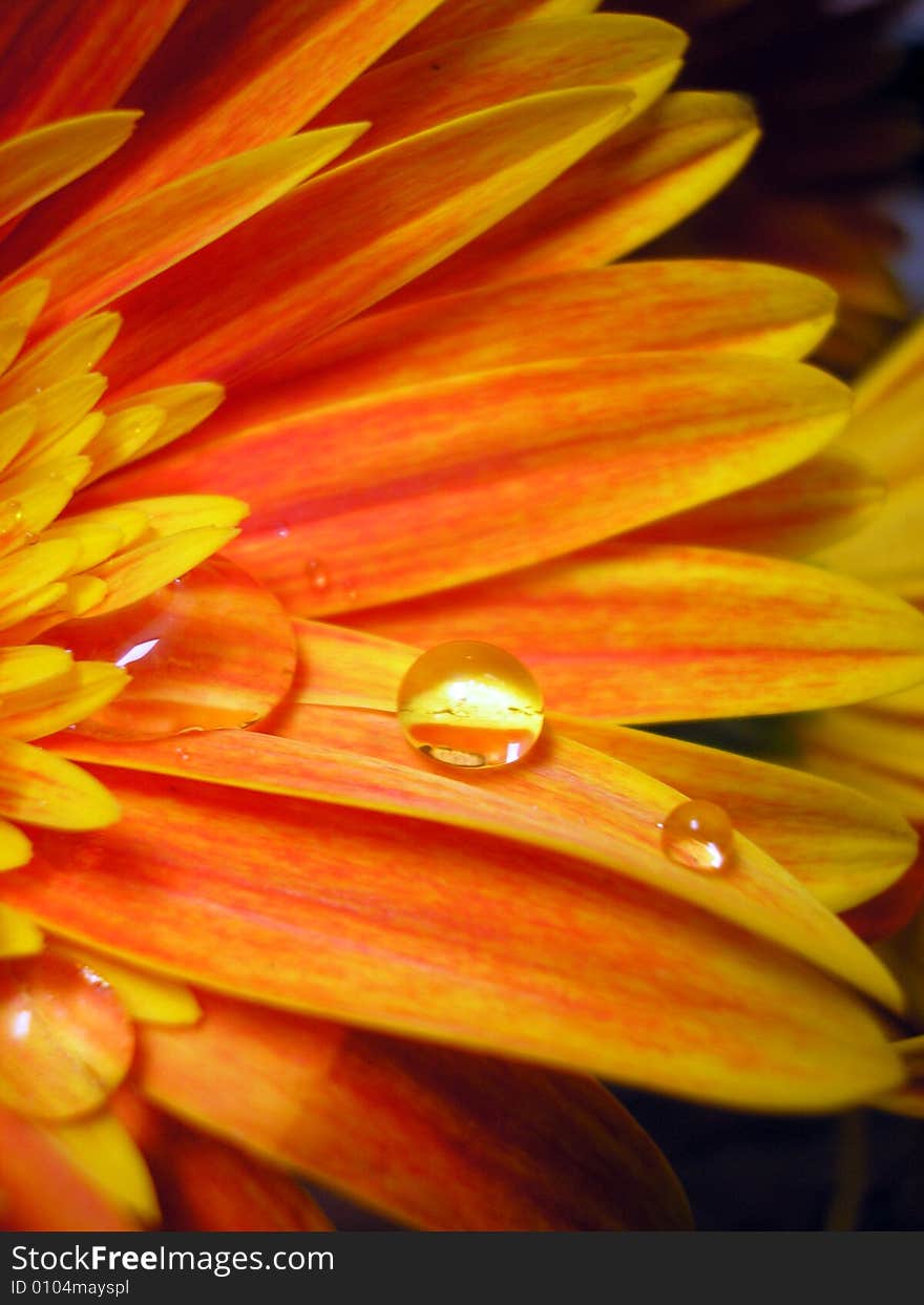 Petals and Raindrop