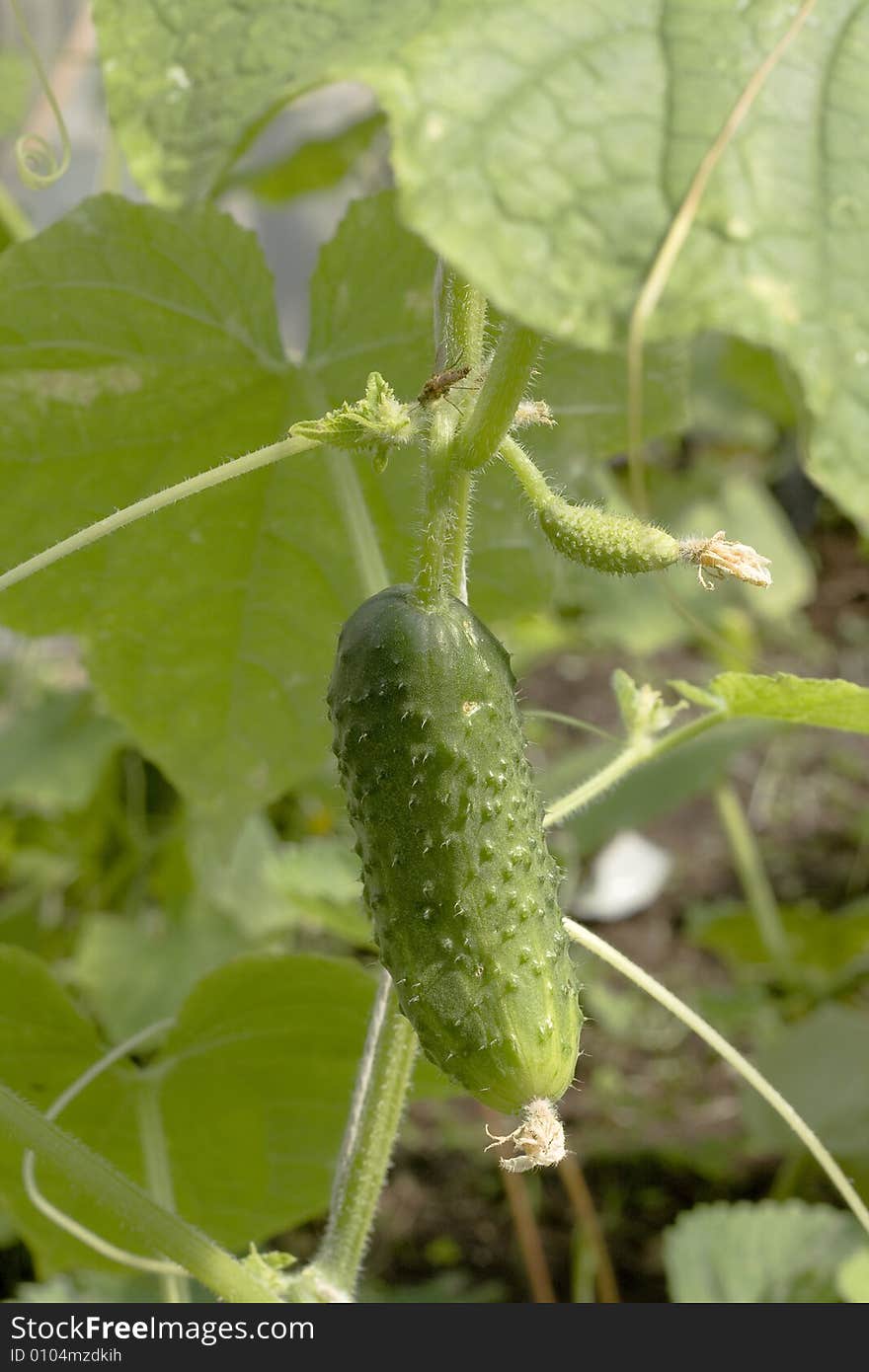 Green freshness cucumber in hothouse. Green freshness cucumber in hothouse