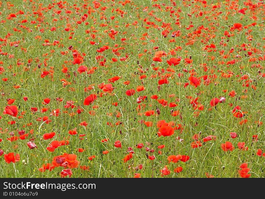 Poppies field