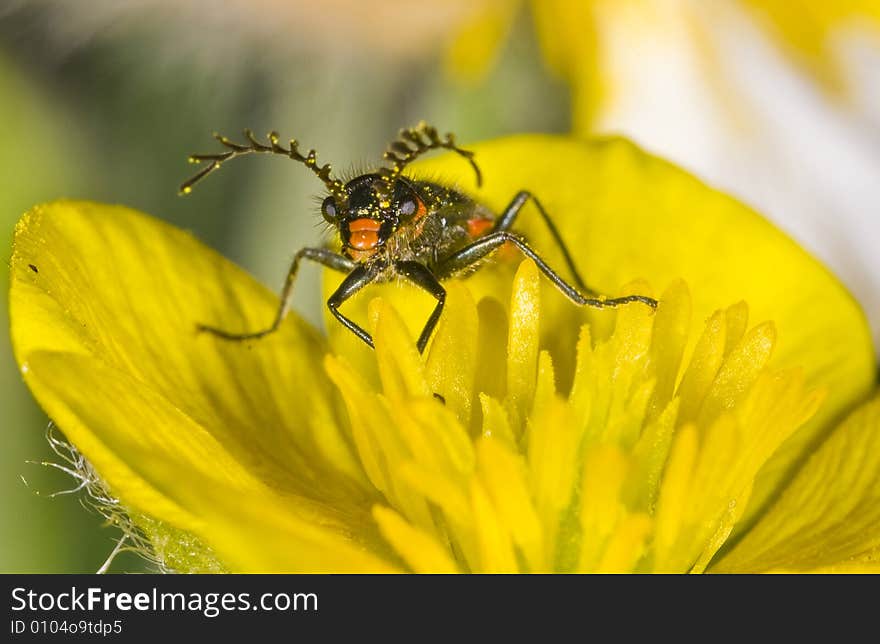 Close up of bug on yellow flower