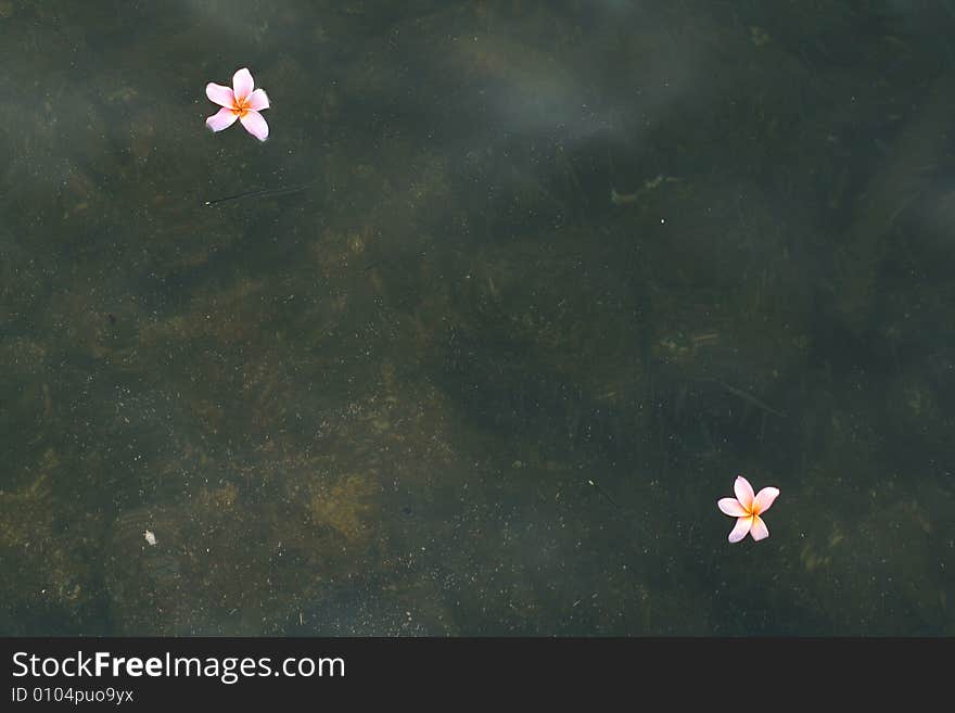 Two flowers floating on sea