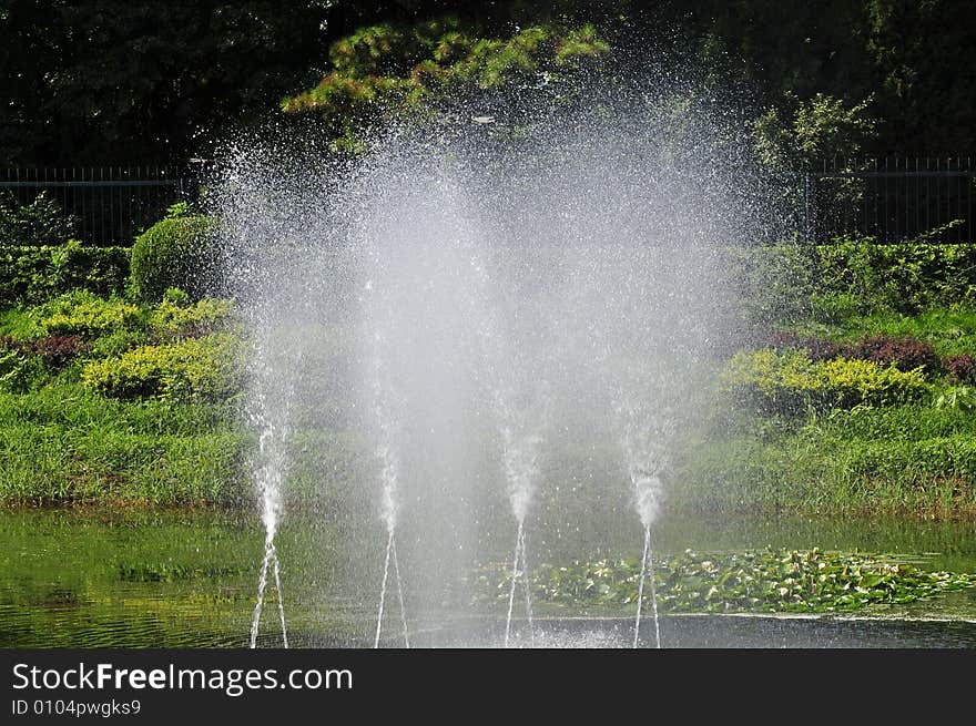 Spary in the lake, pond. Spary in the lake, pond