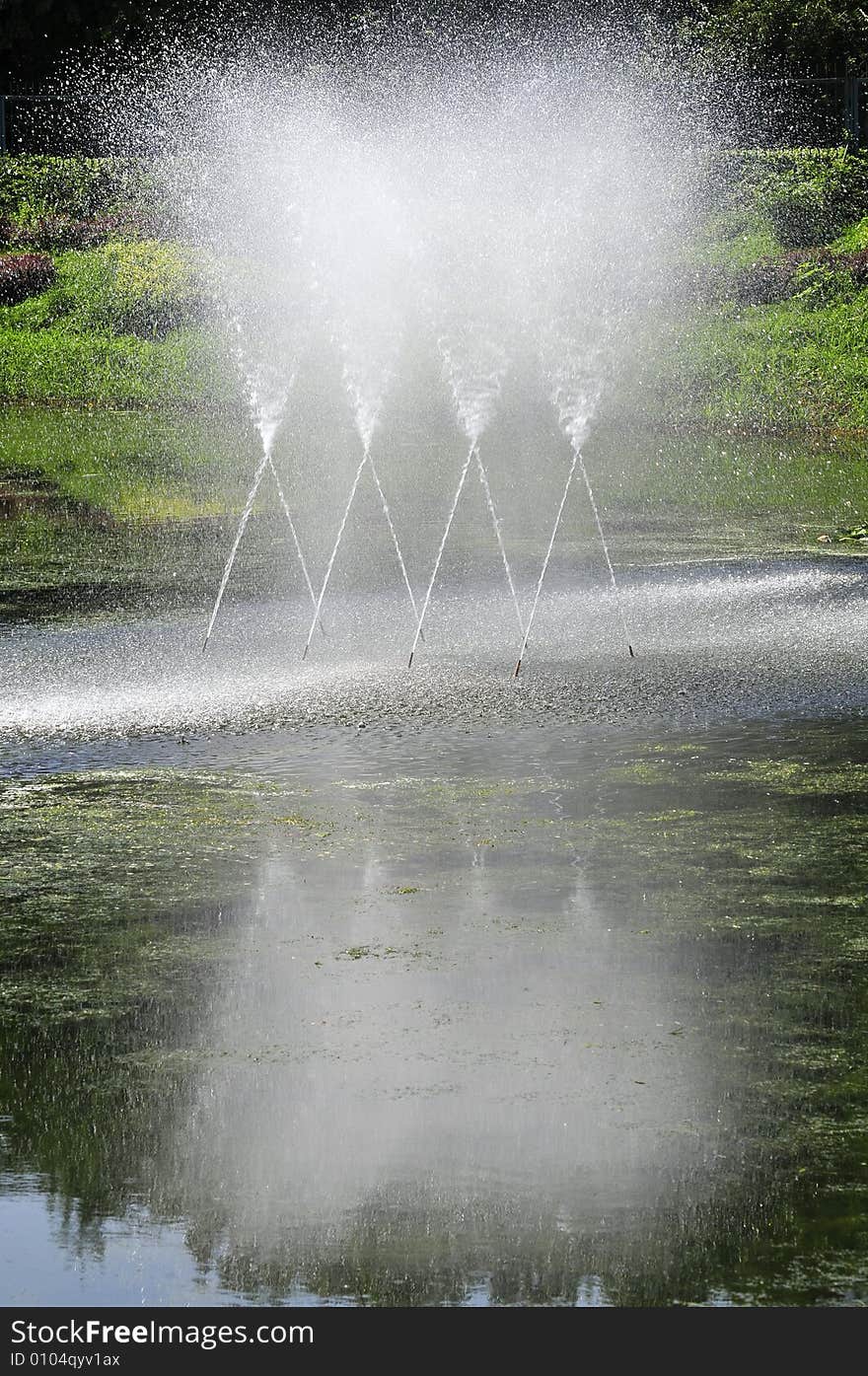 Spary in the lake, pond. Spary in the lake, pond