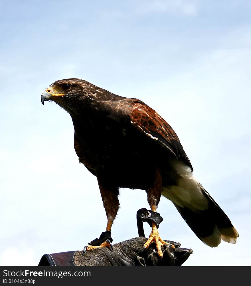 Raptor at a birdshow with green background. Raptor at a birdshow with green background