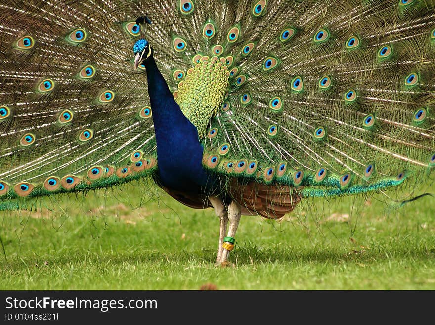 Peacock