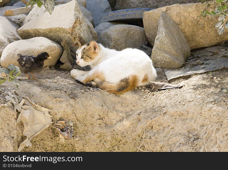 Cat and chick in an accidental encounter. Cat and chick in an accidental encounter.