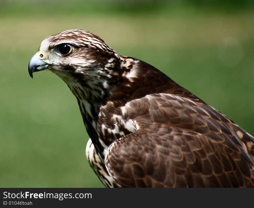 Raptor at a birdshow with green background. Raptor at a birdshow with green background