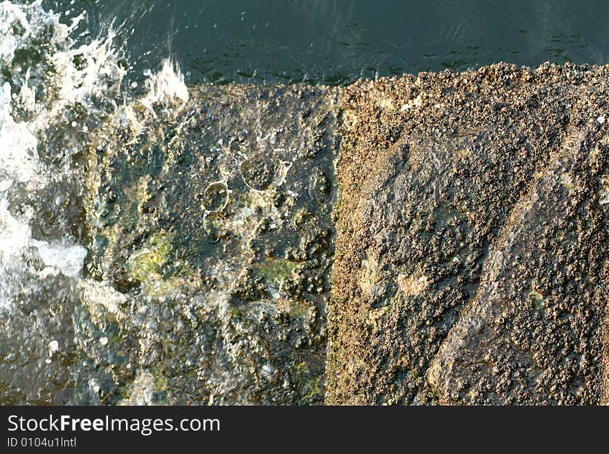 Barnacles attached to pier rocks