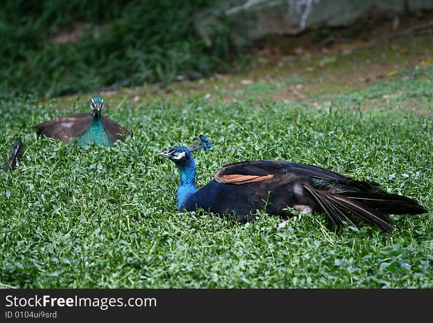 Peafowl