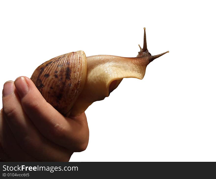 Hand holding large snail, isolated on white background. Hand holding large snail, isolated on white background