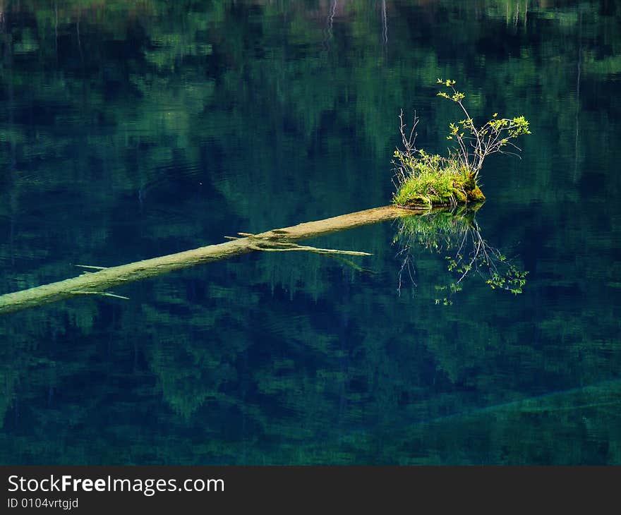 The wood under the water, but the grass lives on the wood. The wood under the water, but the grass lives on the wood