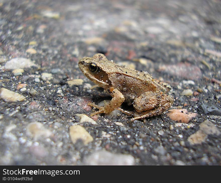 Frog